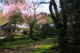 龍潭寺のベニシダレザクラ