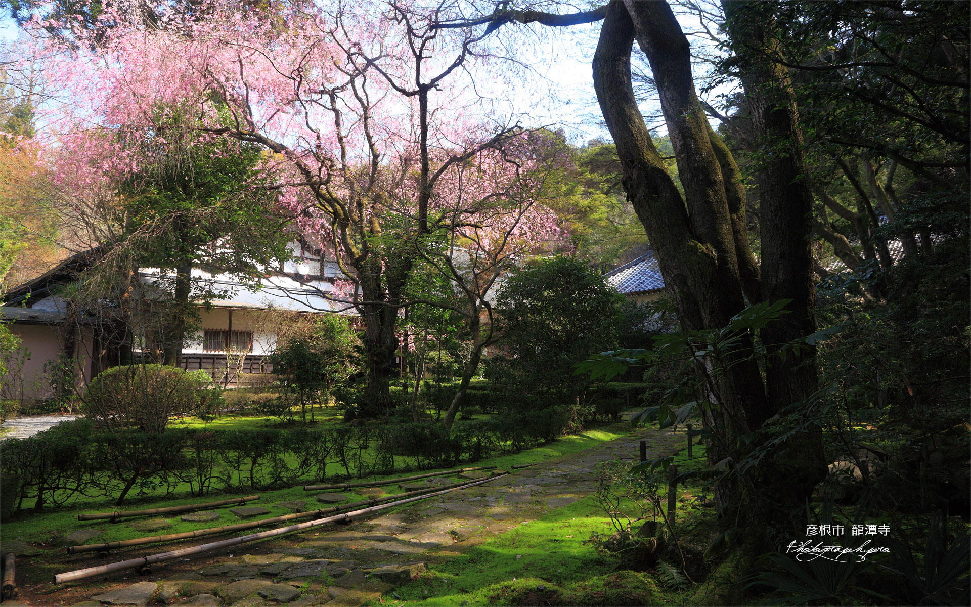 龍潭寺のベニシダレザクラ