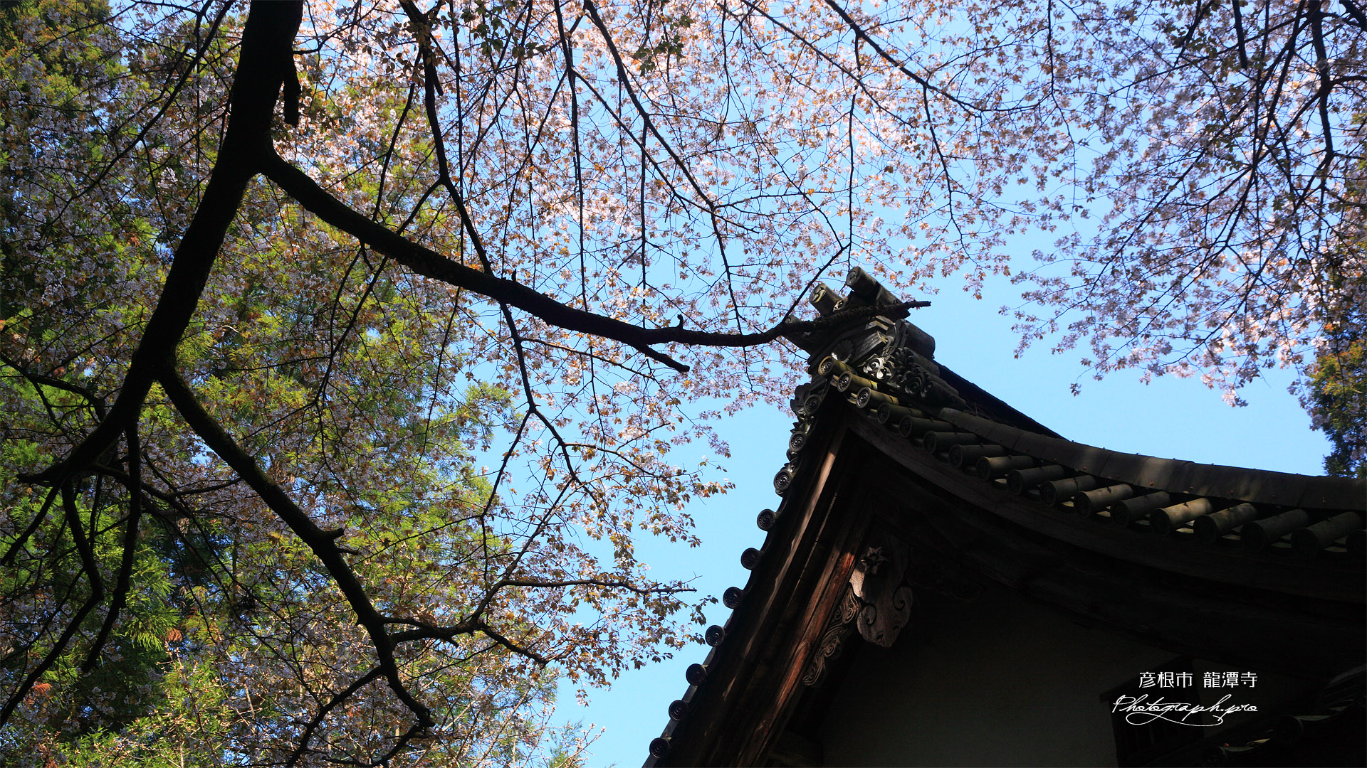 龍潭寺のヤマザクラ