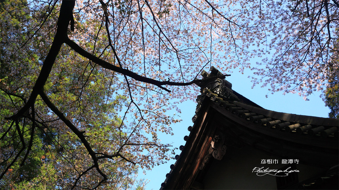 龍潭寺のヤマザクラ 壁紙