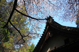 龍潭寺のヤマザクラ