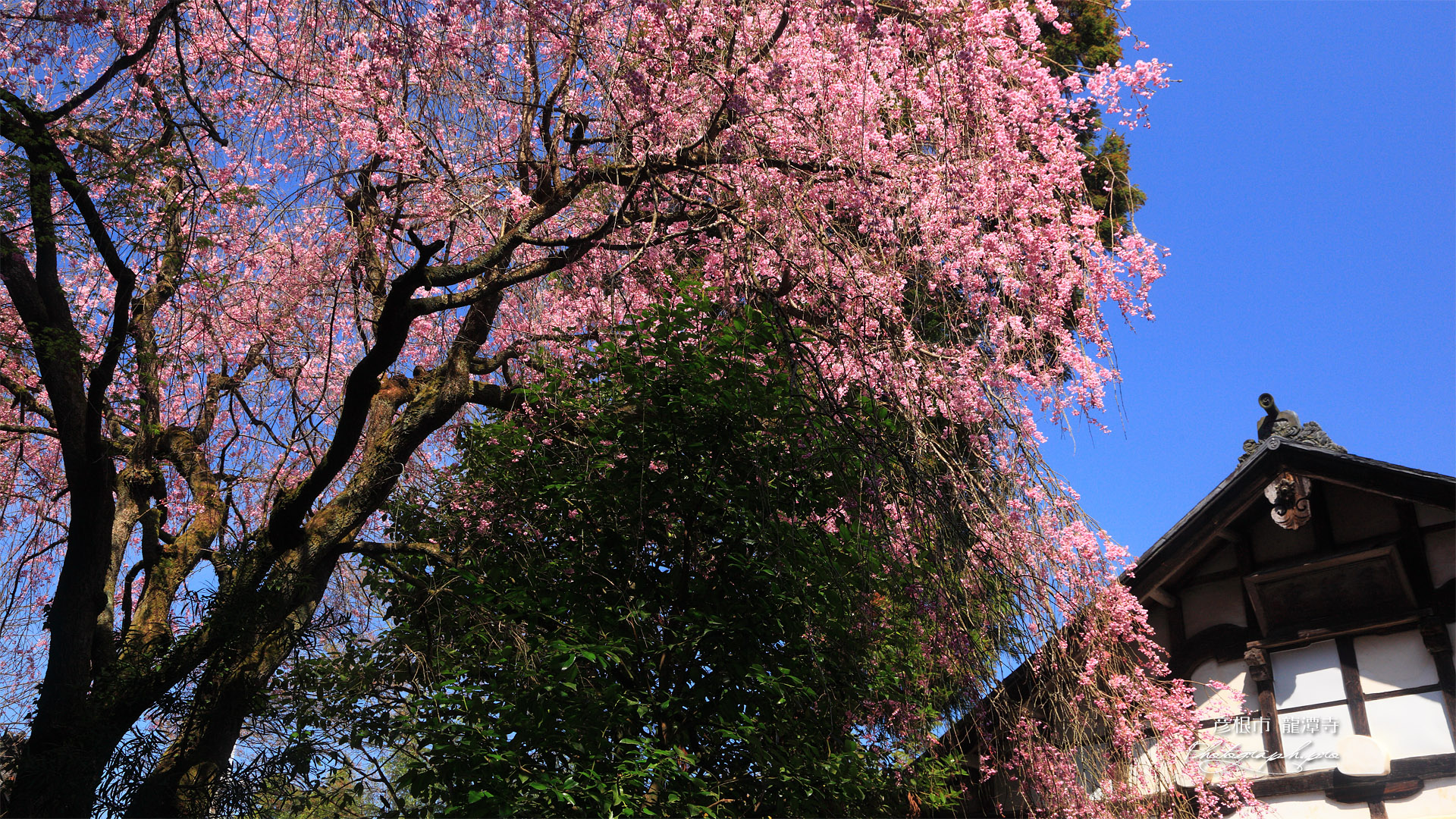 龍潭寺の八重紅枝垂桜