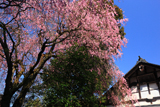 龍潭寺の桜