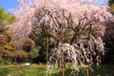 井伊神社のシダレザクラ