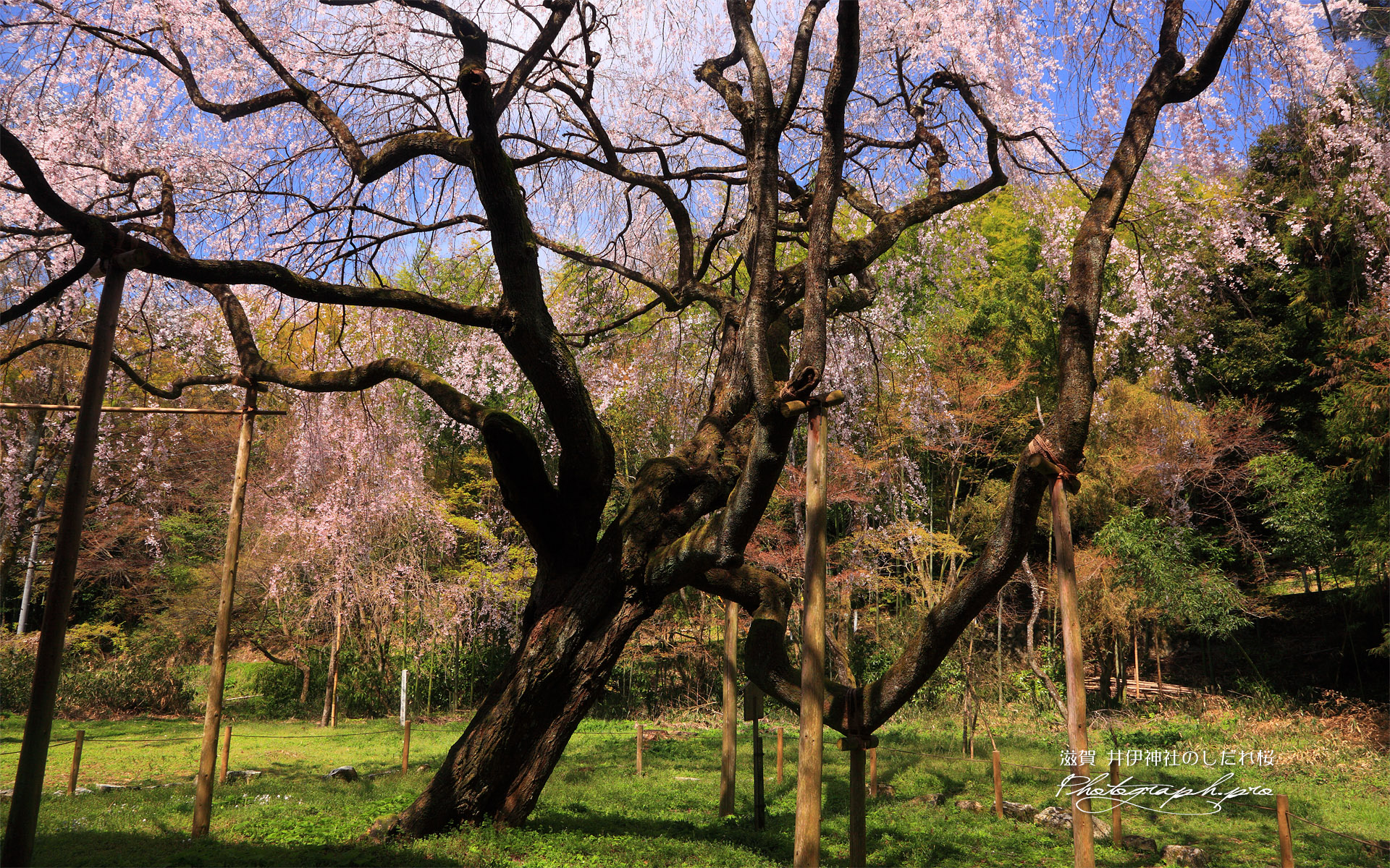 井伊神社のしだれ桜