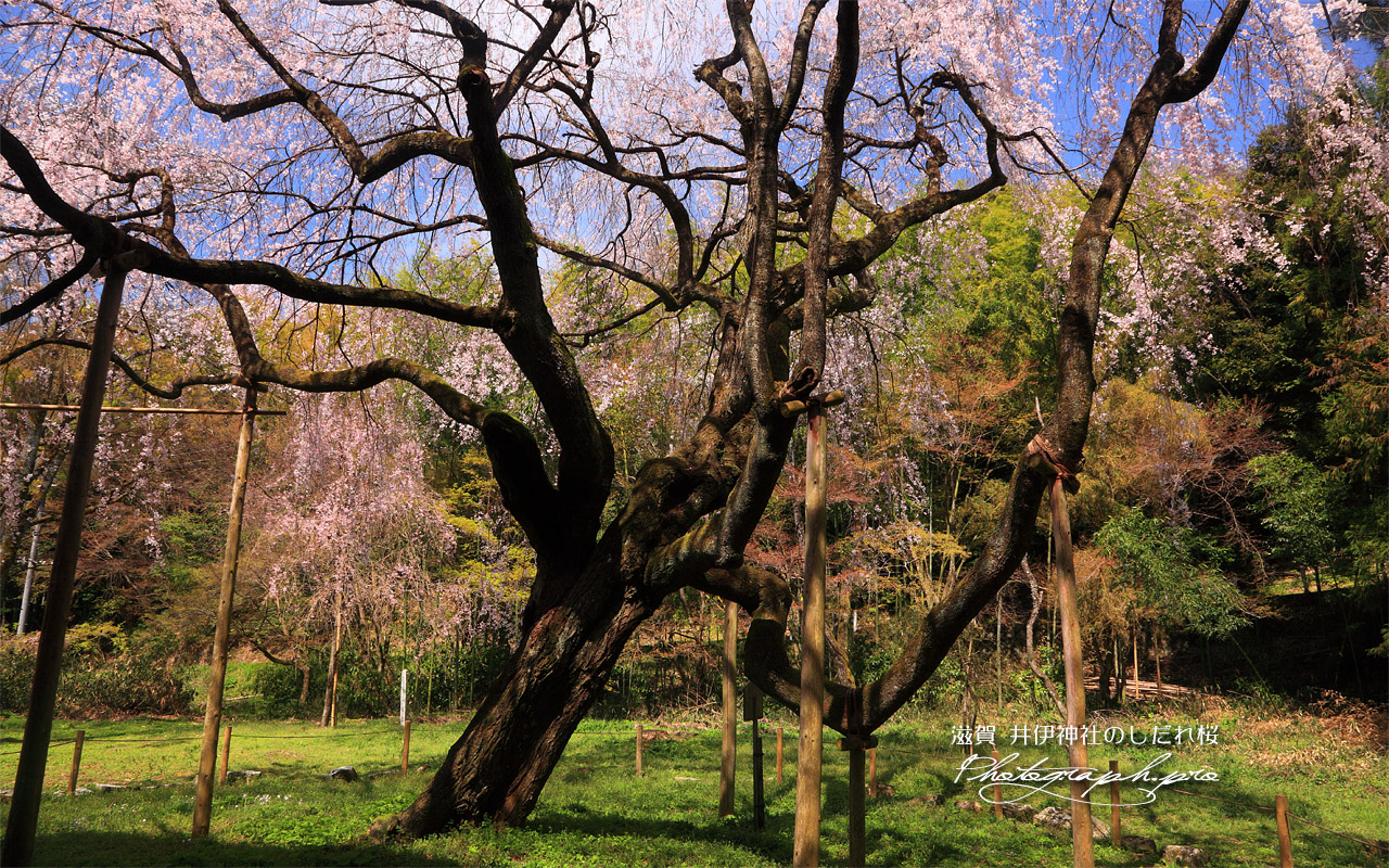 井伊神社のしだれ桜 壁紙