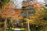 彦根市 井伊神社の桜