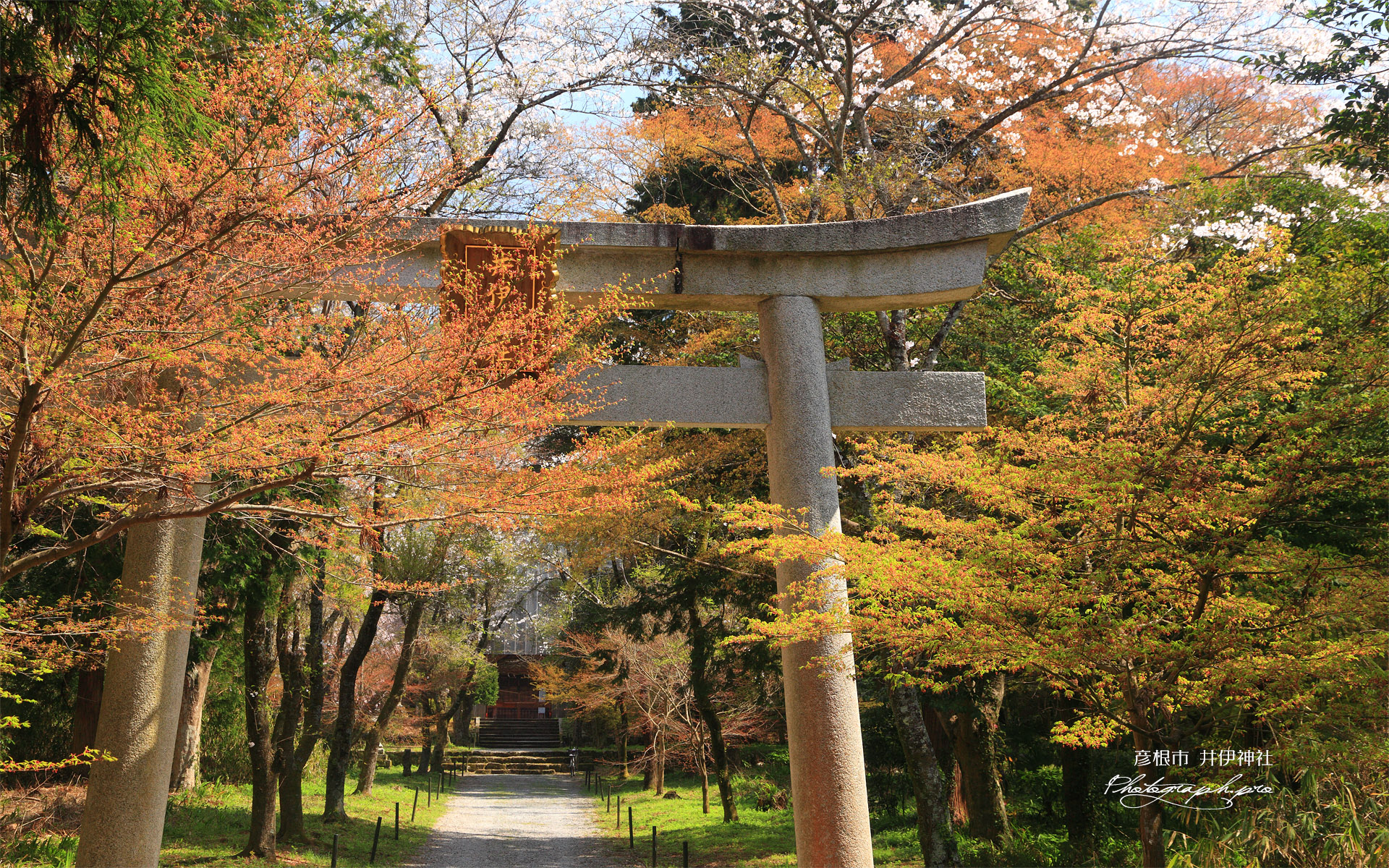 彦根市 井伊神社の桜