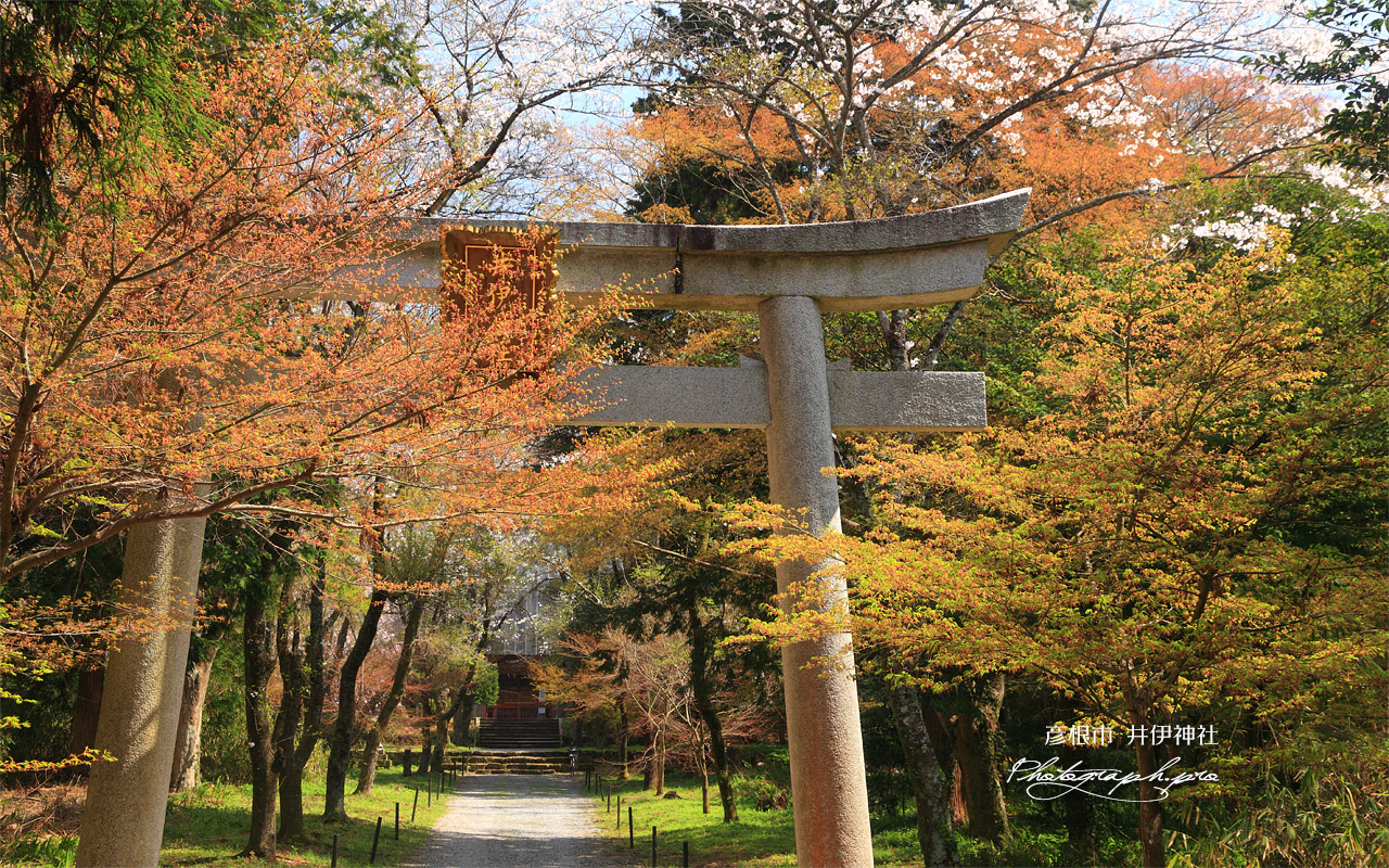 彦根市 井伊神社の桜 壁紙