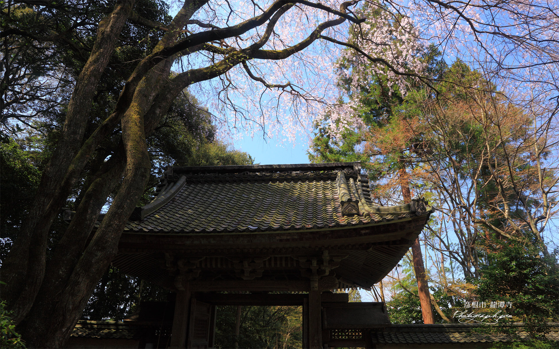 龍潭寺のシダレザクラ