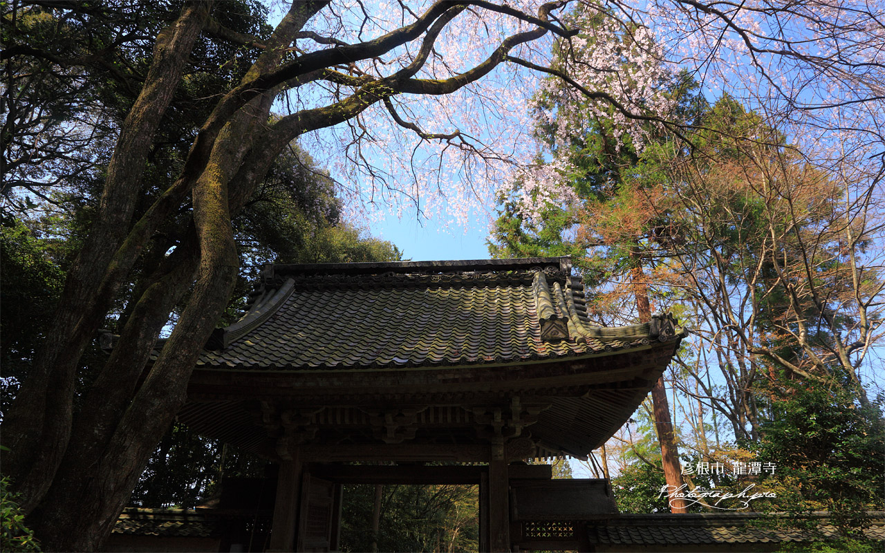 龍潭寺のシダレザクラ 壁紙