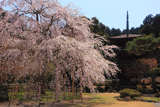 徳源院 三代目と三重塔