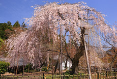 徳源院道誉桜