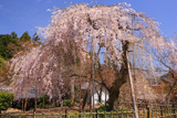 徳源院道誉桜