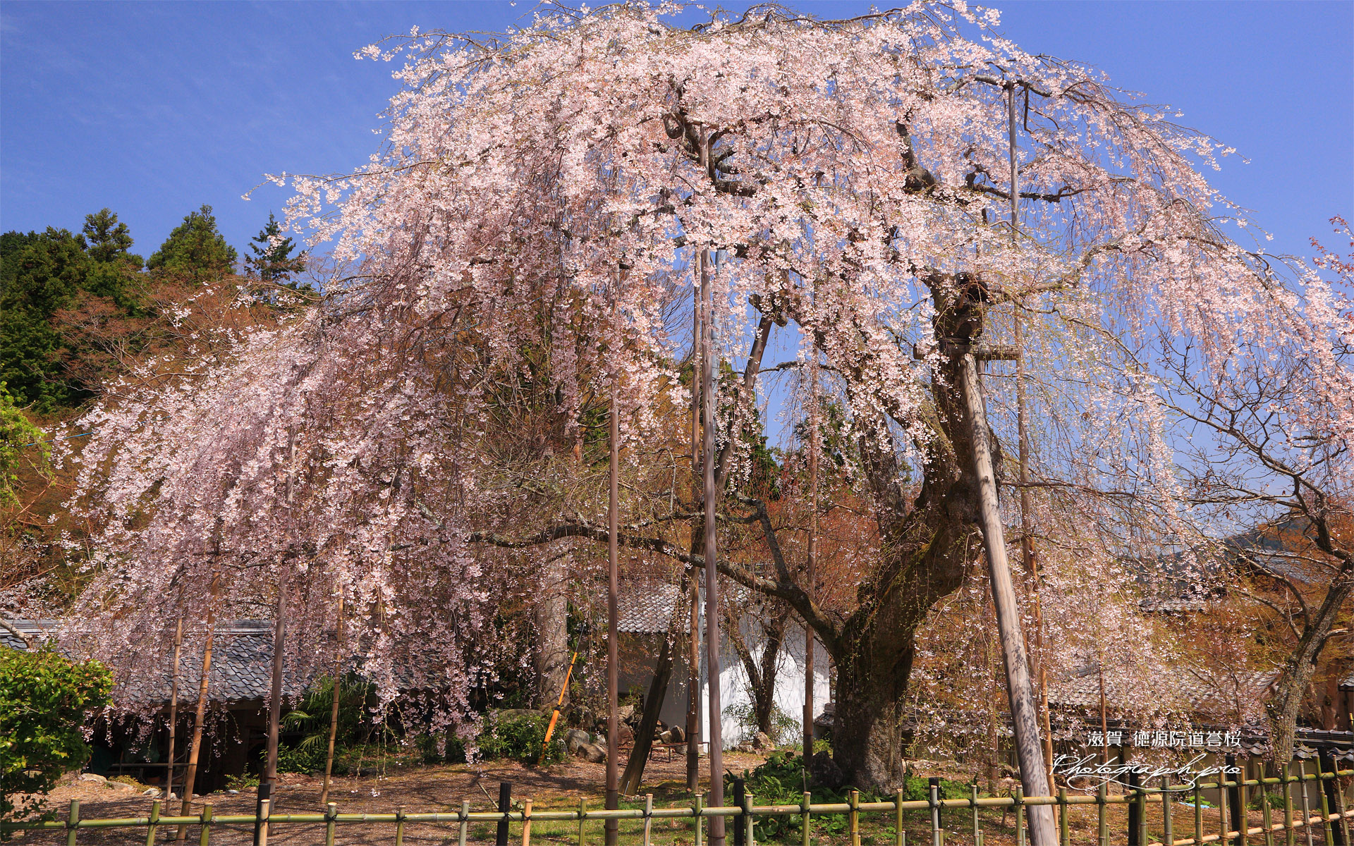 徳源院道誉桜