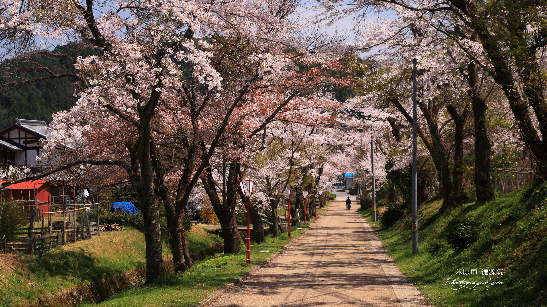 徳源院 参道の桜