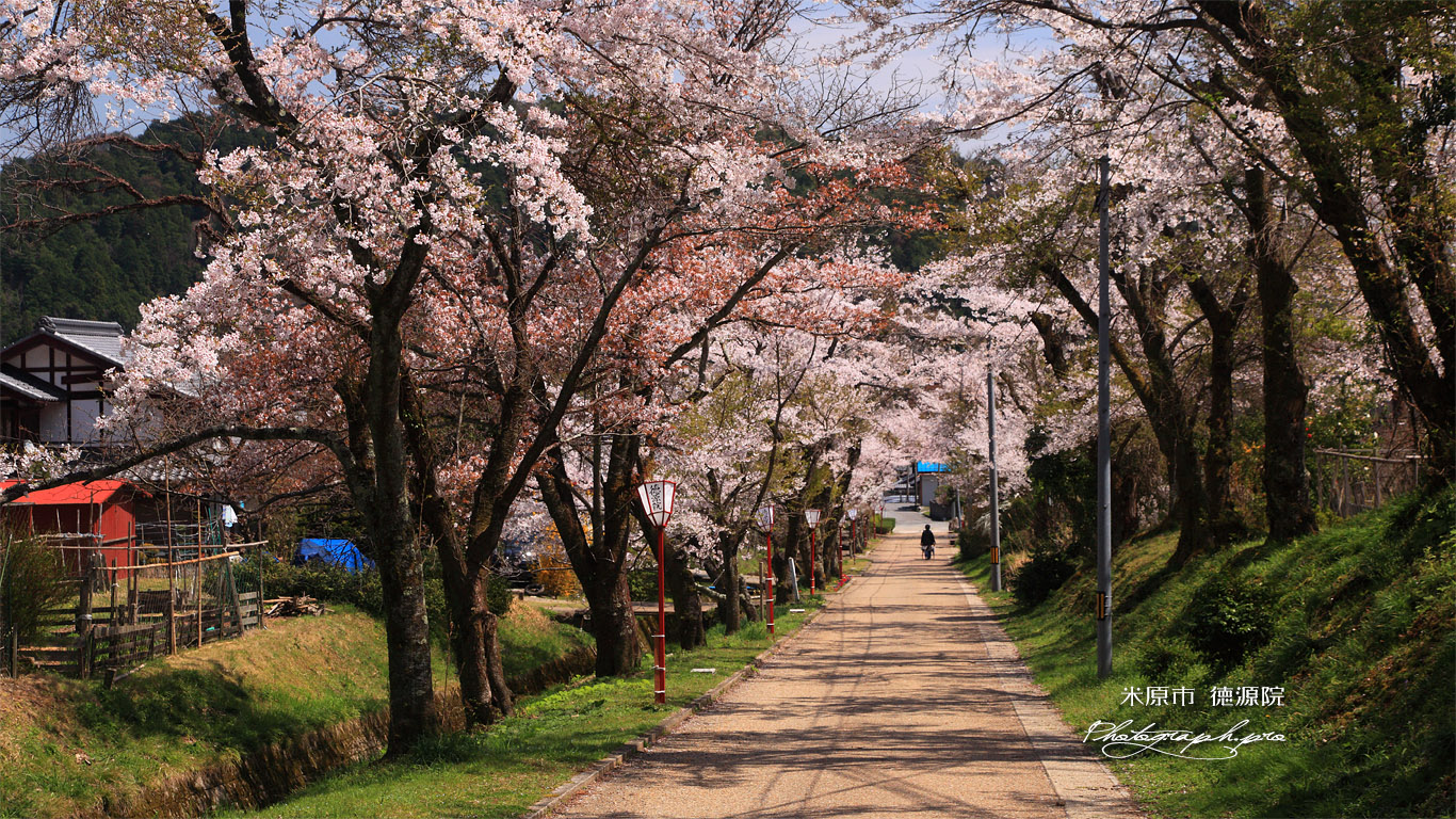 徳源院 参道の桜 壁紙
