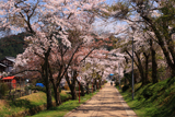 徳源院 参道の桜