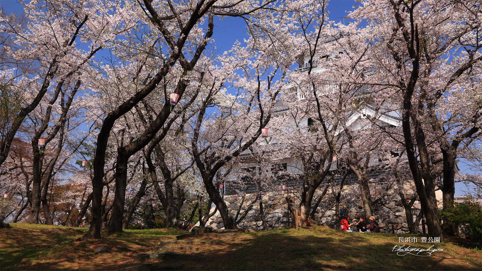 豊公園の桜 お花見