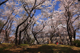 豊公園の桜 お花見