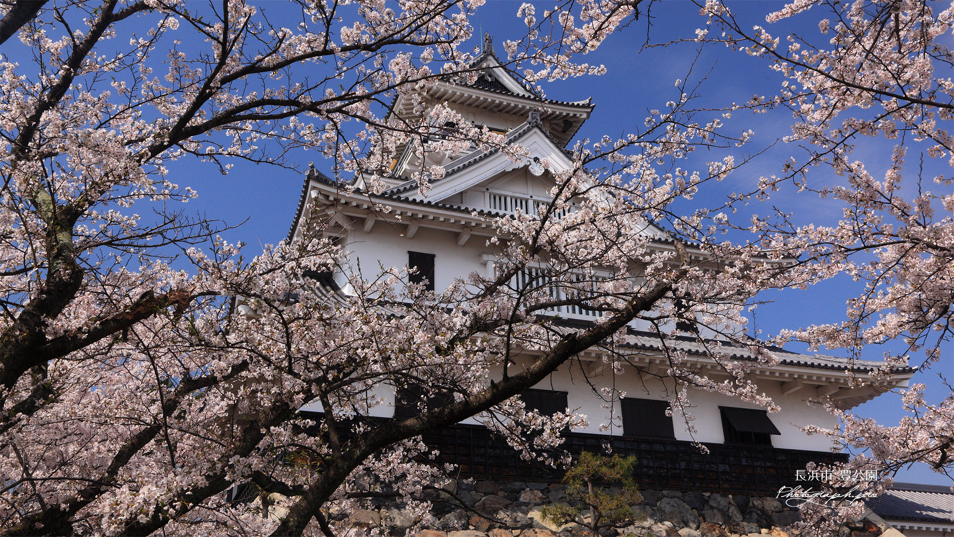 豊公園の桜 天守閣