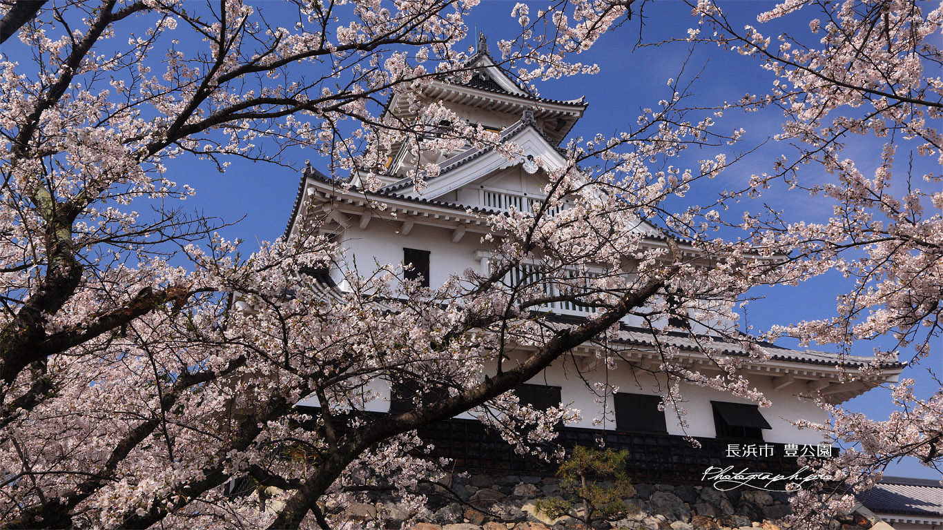 豊公園の桜 天守閣 壁紙