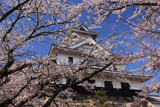 豊公園の桜 天守閣