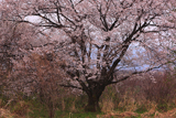 竹生桜