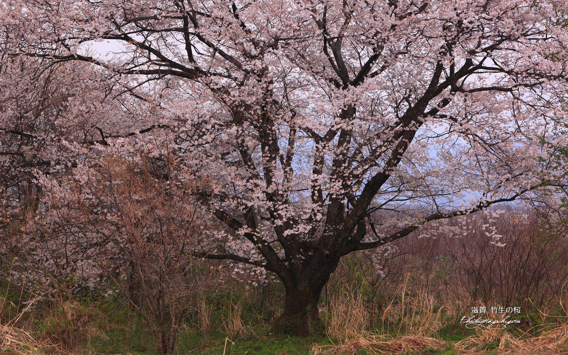 竹生桜