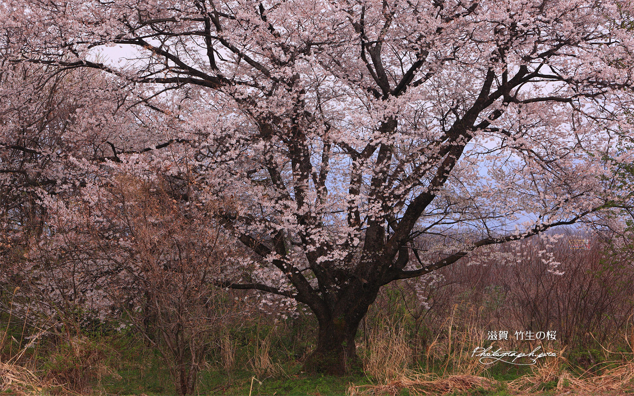竹生桜 壁紙