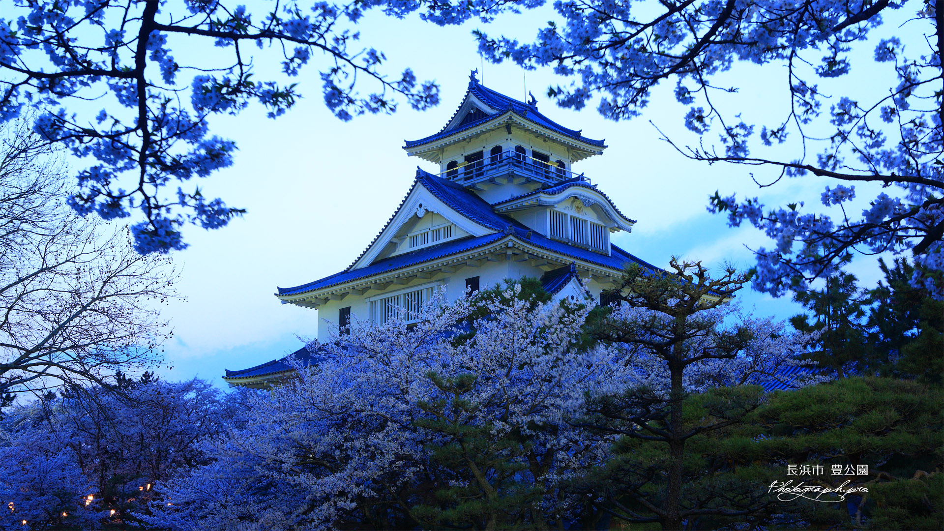 豊公園の桜 長浜城歴史博物館 の壁紙 19x1080