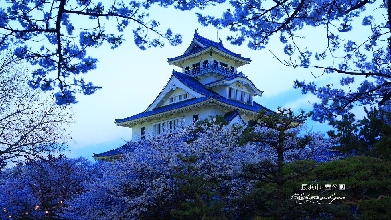 豊公園の桜 長浜城歴史博物館 壁紙