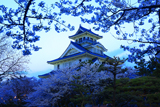 豊公園の桜 長浜城歴史博物館