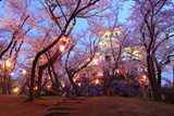 豊公園の桜 宵桜