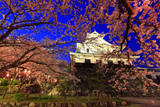 豊公園の桜