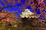 豊公園の桜
