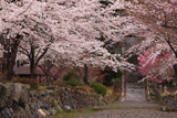 酒波寺 参道の染井吉野