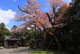 阿志都弥神社のヤマザクラ