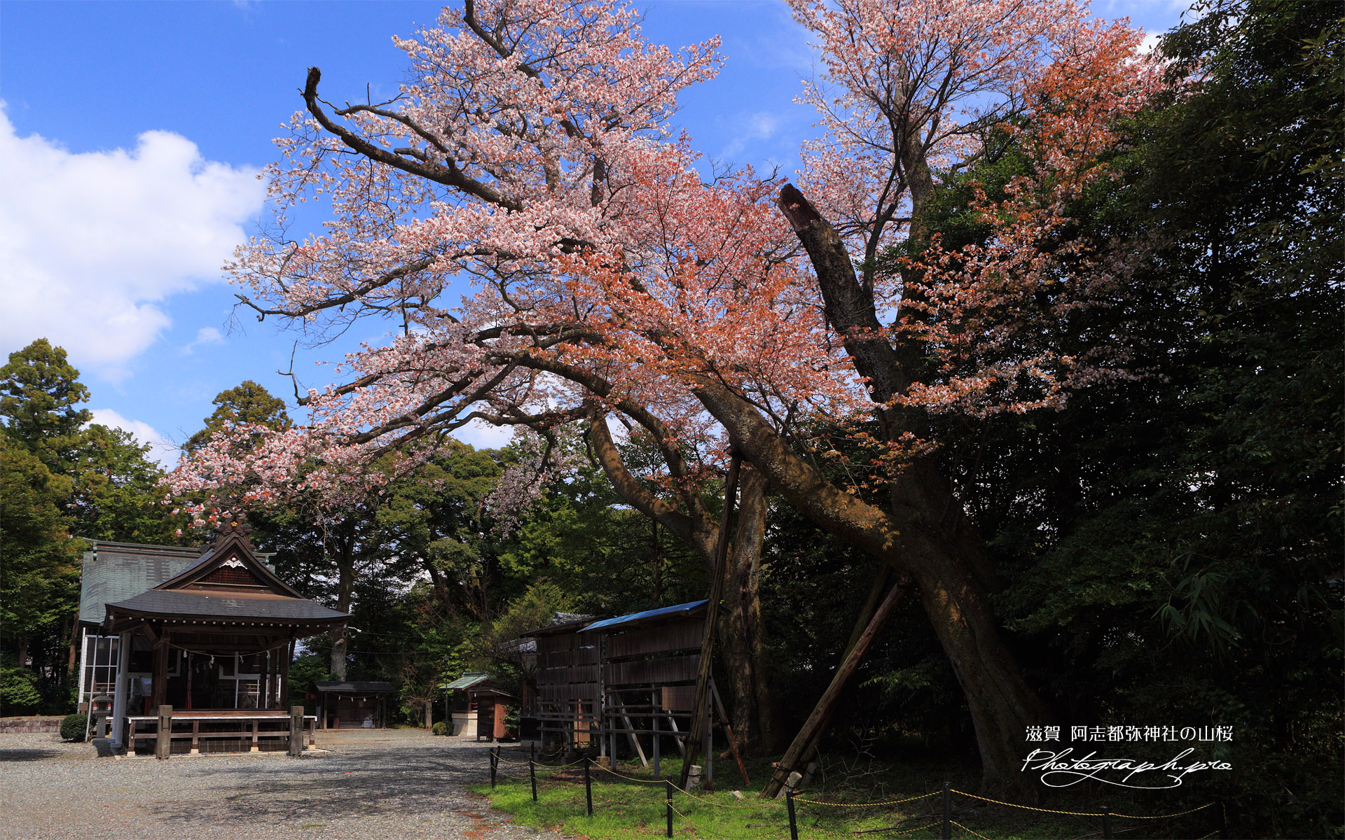阿志都弥神社のヤマザクラ