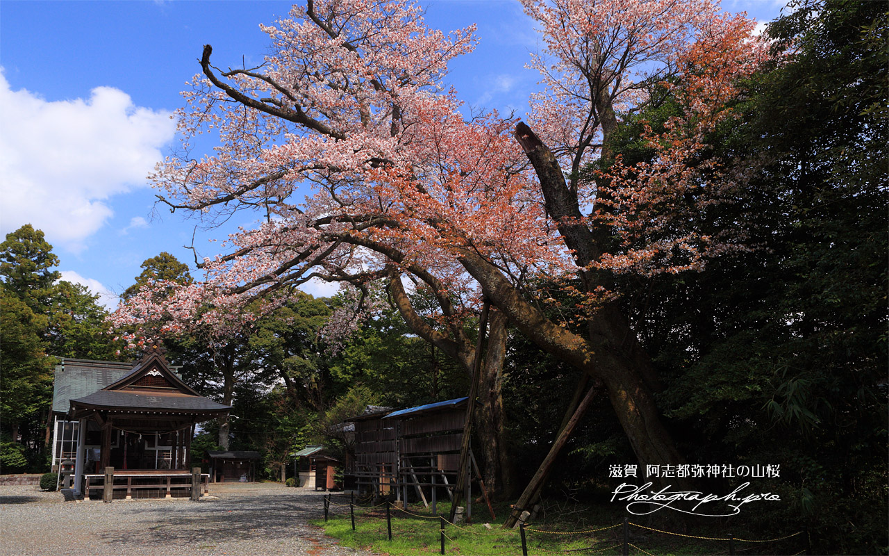 阿志都弥神社のヤマザクラ 壁紙