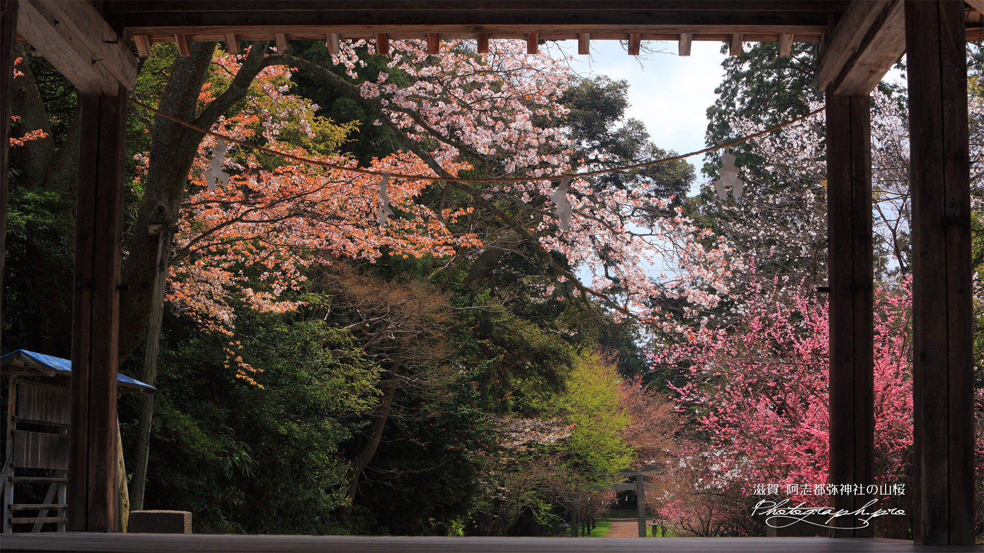 行過天満宮の桜