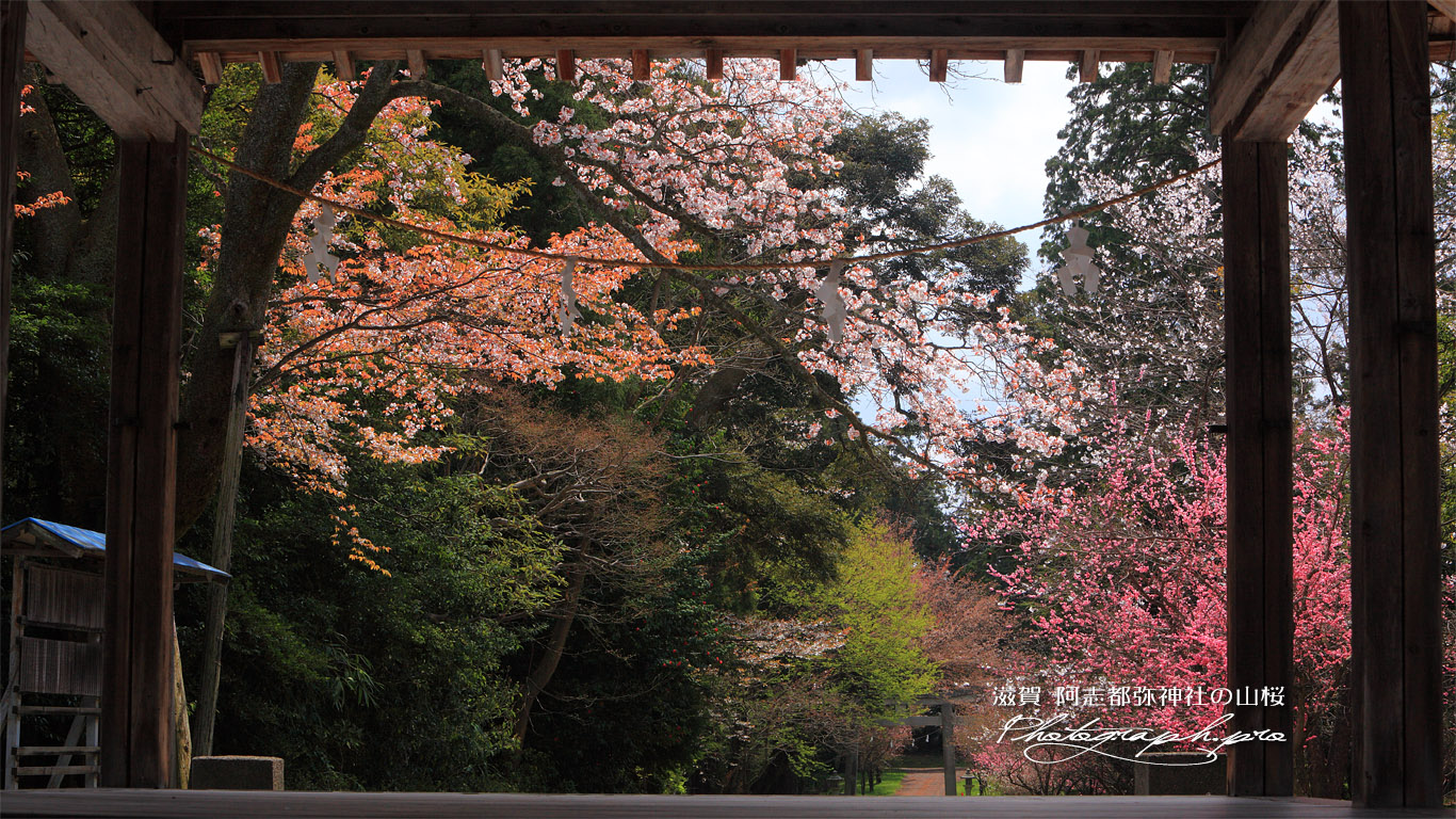 行過天満宮の桜 壁紙