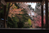 行過天満宮の桜
