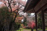 阿志都弥神社の山桜
