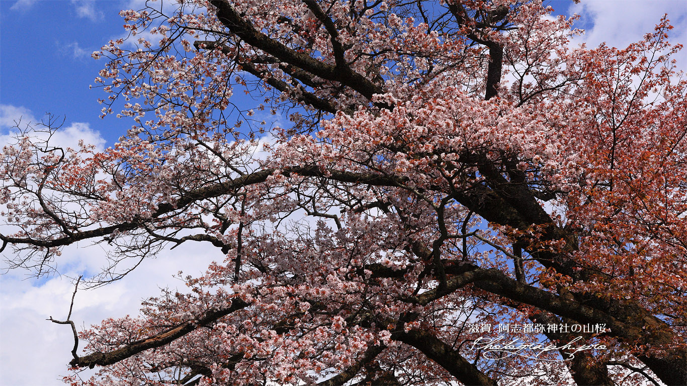 行過天満宮の山桜 壁紙