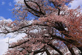 行過天満宮の山桜