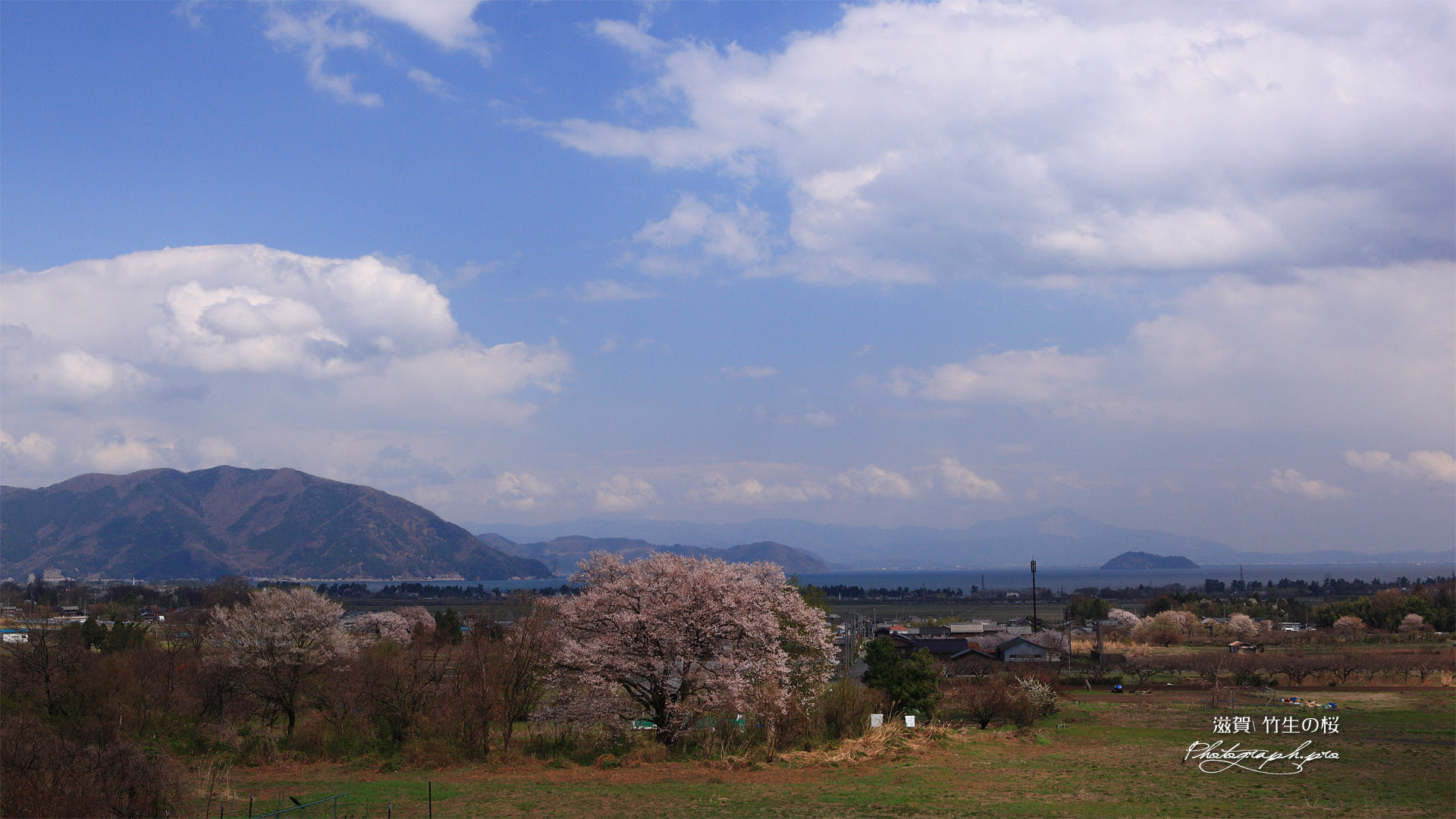 竹生の桜