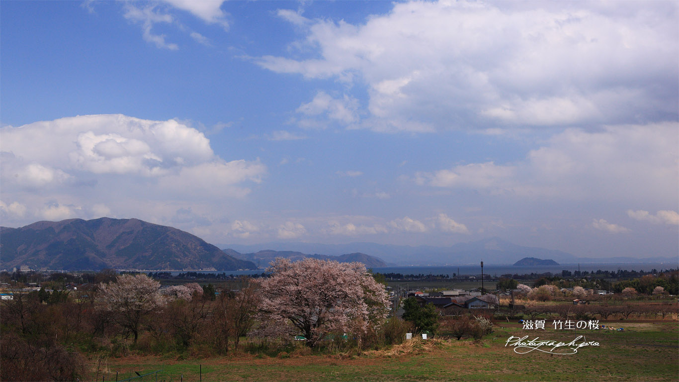 竹生の桜 壁紙