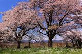 滋賀県の桜