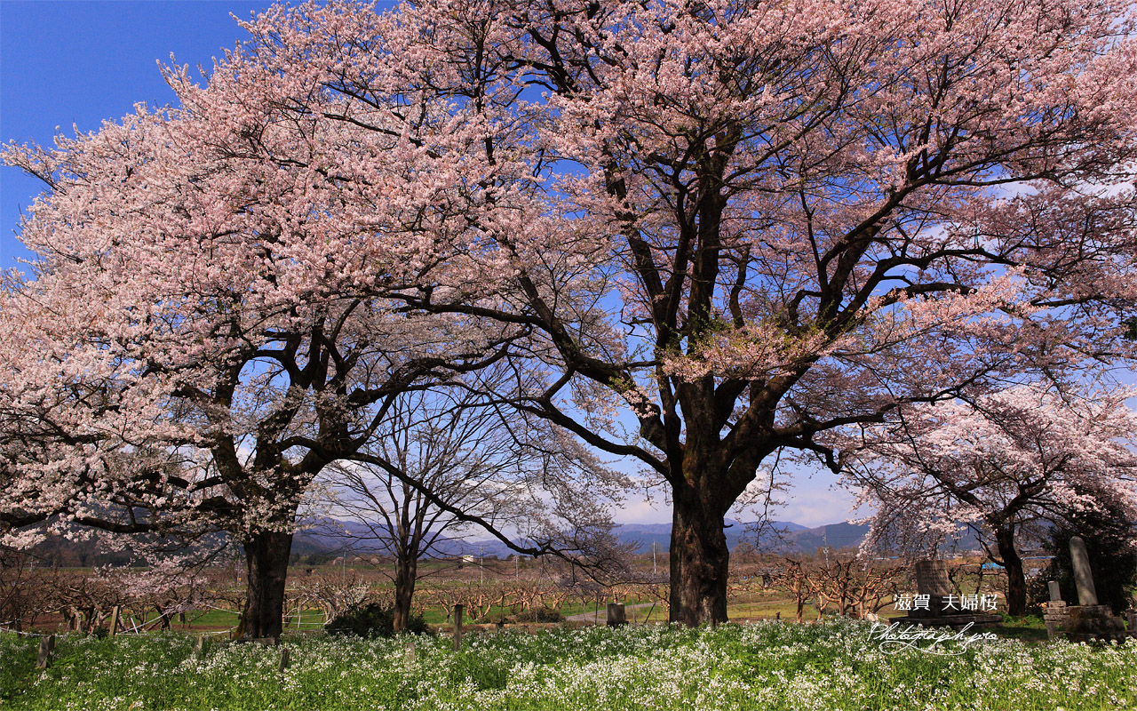 夫婦桜 壁紙
